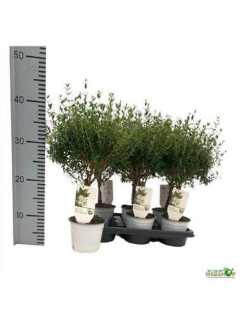 MYRTUS COM TÖRZSES