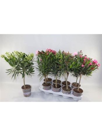 NERIUM OLEANDER OV