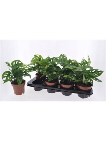 MONSTERA ADANSONII