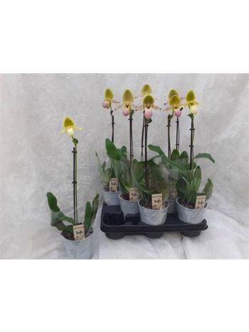 PAPH MULTIFLOWER GEM