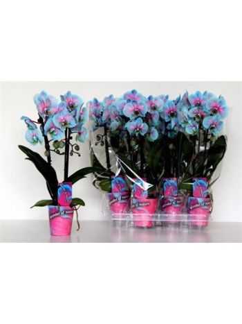 PHAL FESTETT CIRMOS CASCADE