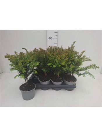 TAXUS BACCATA