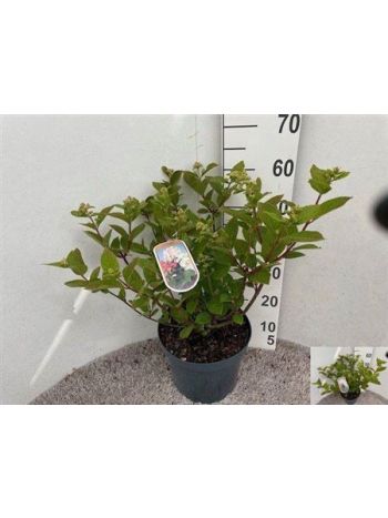 HYDR PANICULATA PINK