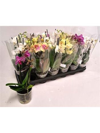 PHAL MIDI 2 ÁG MIX