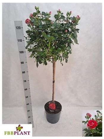 ROSA ST TÖRZSES