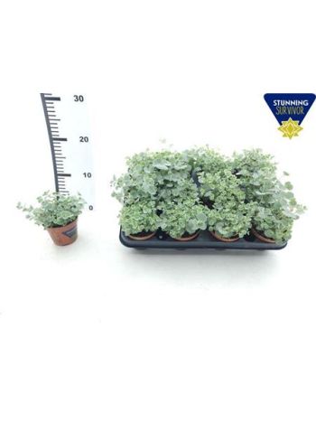 SEDUM SIEBOLDII