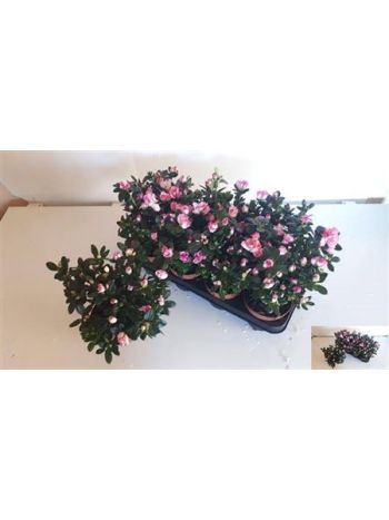 RHODO SI SIMA