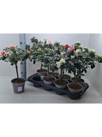 RHODO SI GEM TÖRZSES
