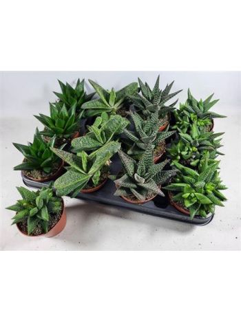 HAWORTHIA GEM
