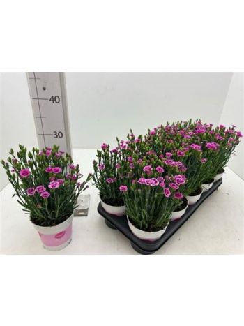 DIANTHUS PINK KISSES