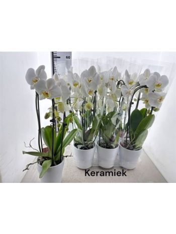 PHAL 2 ÁG CASCADE KASPÓS