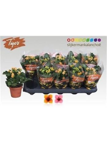 KAL EN TIGER GEM
