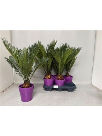 CYCAS REVOLUTA