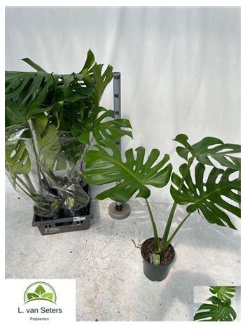 MONSTERA DELICIOSA