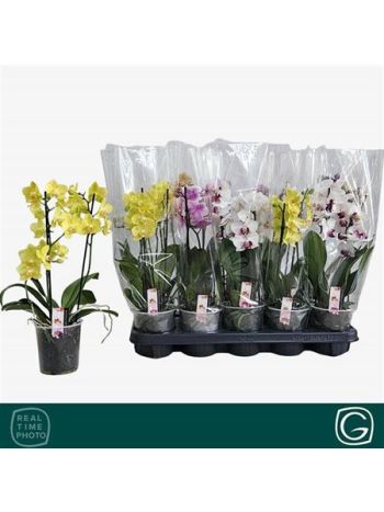 PHAL MF 2 ÁG MIX