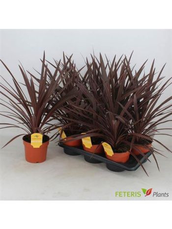CORD AUS RED STAR