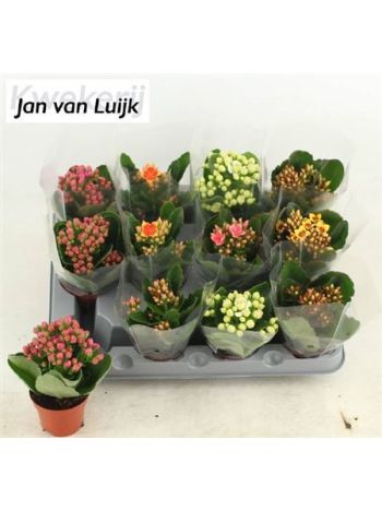 KAL QUEEN MIX *12