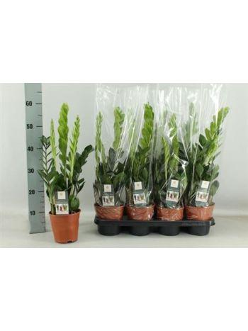 ZAMIOCULCAS ZAMIIFOL