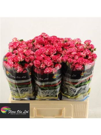 R TR FIREWORKS 60CM