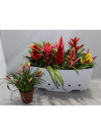 BROMELIA GEM