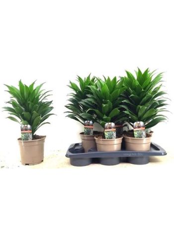 DRA COMP COMPACTA FEJ