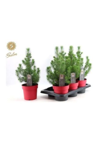 PINUS SILVER CREST PIROS CSERÉP