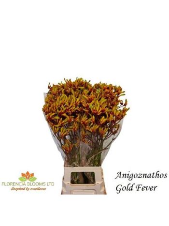 ANIGOZ GOLD FEVER 80CM