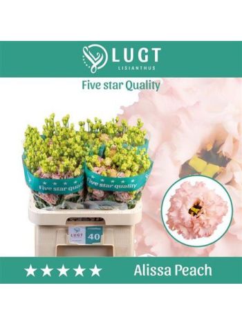 EUS G  ALISSA PEACH