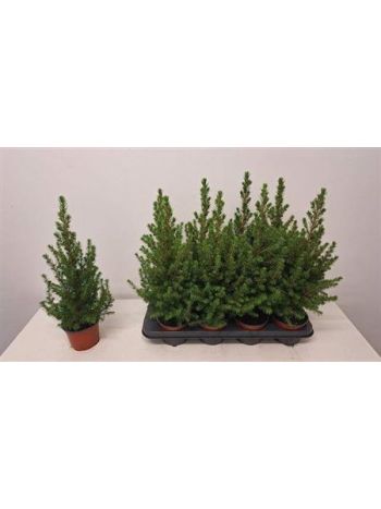 PICEA GL CONICA