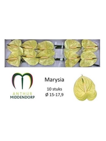 ANTH A MARYSIA *10