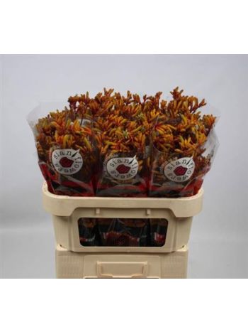 ANIGOZ GOLD FEVER 70CM