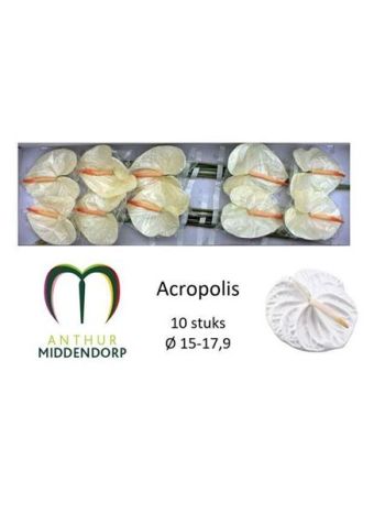 ANTH A ACROPOLIS *10