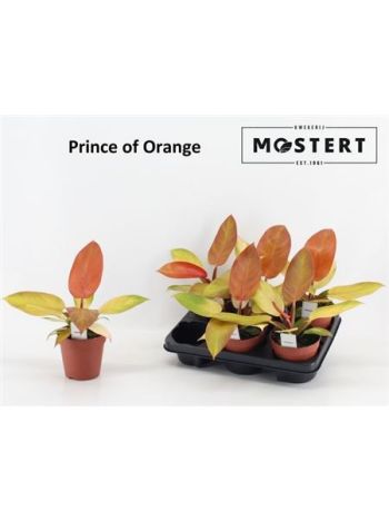 PHIL PRINCE OF ORANGE