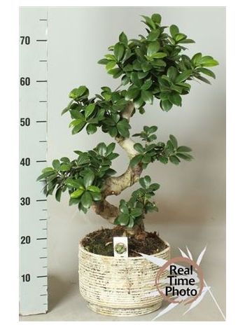 FIC MI GINSENG KASPÓS