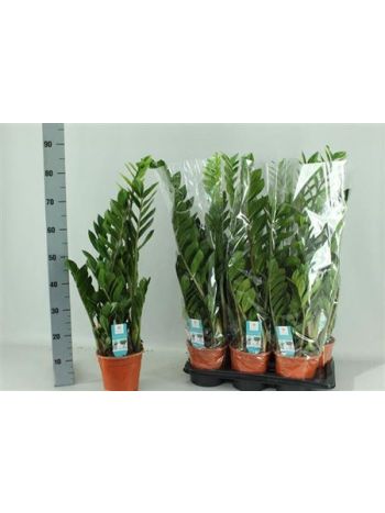 ZAMIOCULCAS ZAMIIFOL
