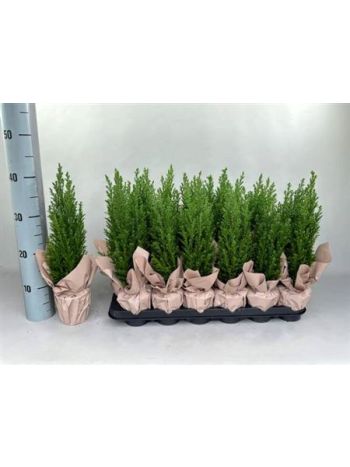 CHAM L ELLWOODII PAPÍR CSOMAGOLT