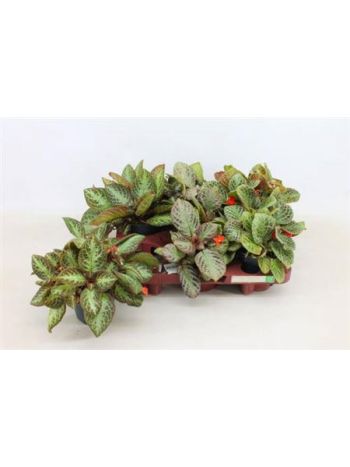 EPISCIA OV