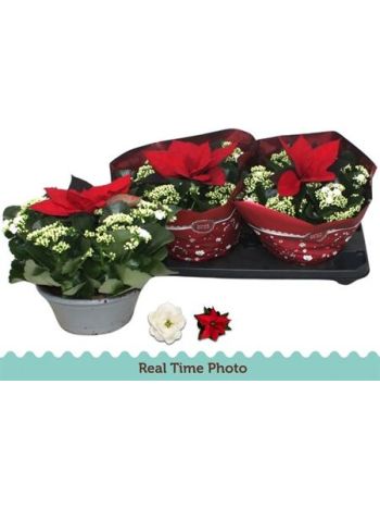 KAL WHITES MIKULÁSVIRÁG