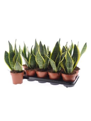 SANSEV FUTURA SUPERB