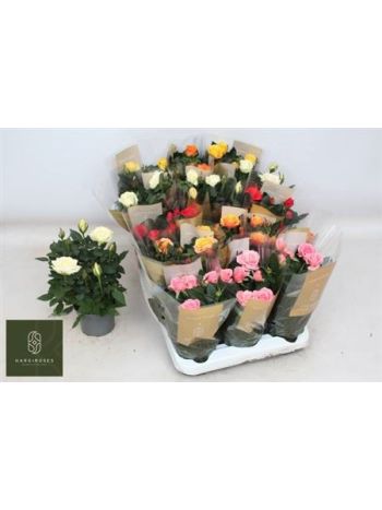 RO KORDAN GRANDE GEM