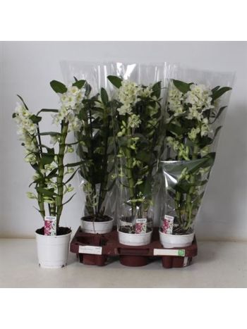 DENDR N 2 ÁG APOLLON