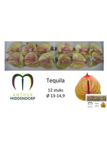 ANTH A TEQUILA *12