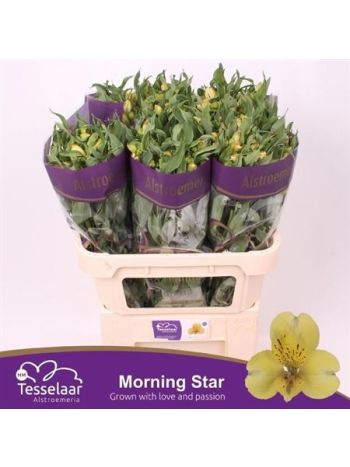 ALSTR  MORNING STAR
