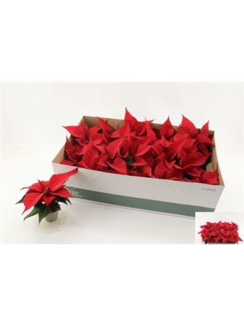 EUPHOR P CHR FEELING