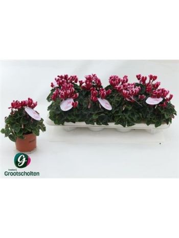 CYCL KL SUP OD F RED