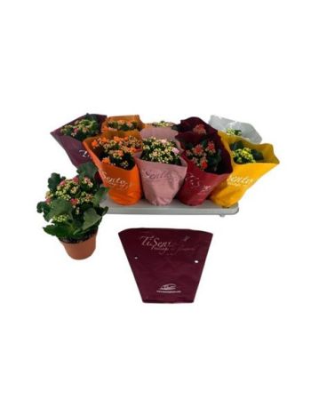 KAL ROSALIE TI SENTO