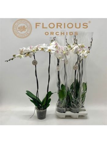 PHAL EXTRA 2 ÁG FEHÉR