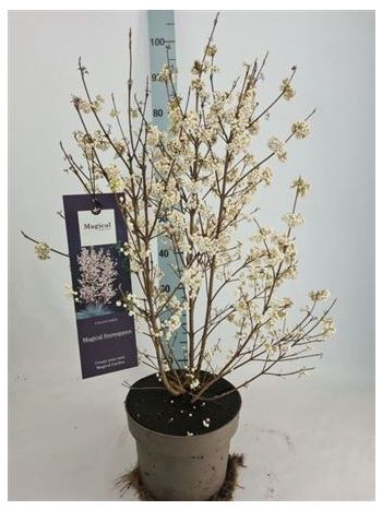 CALLIC FEH&Eacute;R AKCIO