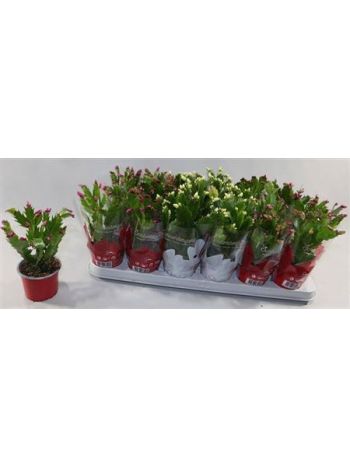 SCHLUMB GEM SIMA CELÓS