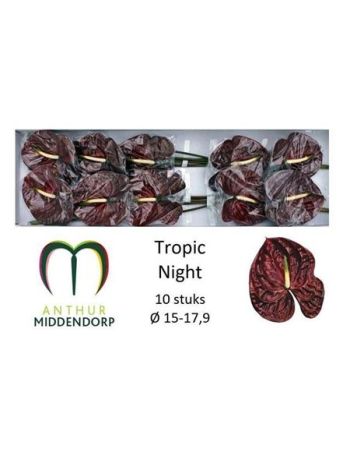 ANTH A TROPIC NIGHT *10